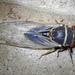 Citrus Cicada - Photo (c) Jay Keller, all rights reserved, uploaded by Jay L. Keller