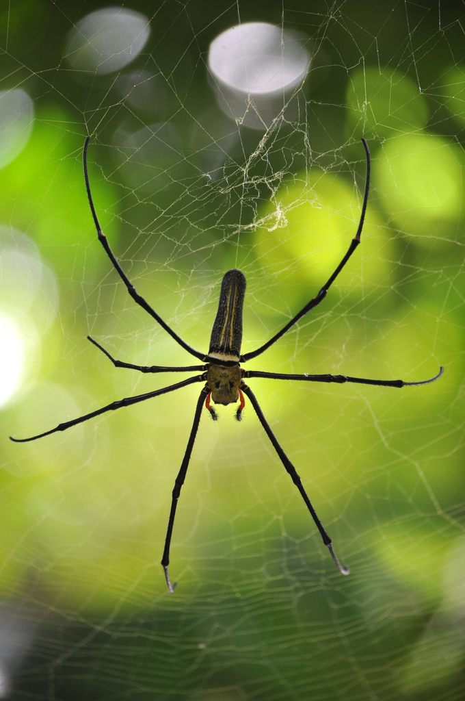 Giant Golden Orbweaver From 3MHH 34X Khlong Khian Takua Thung