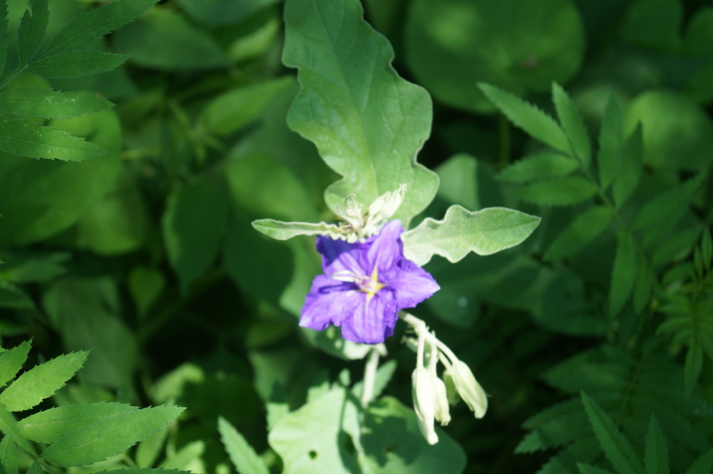 Sierra Madre nightshade from Cosalá Sin México on August 2 2018 at