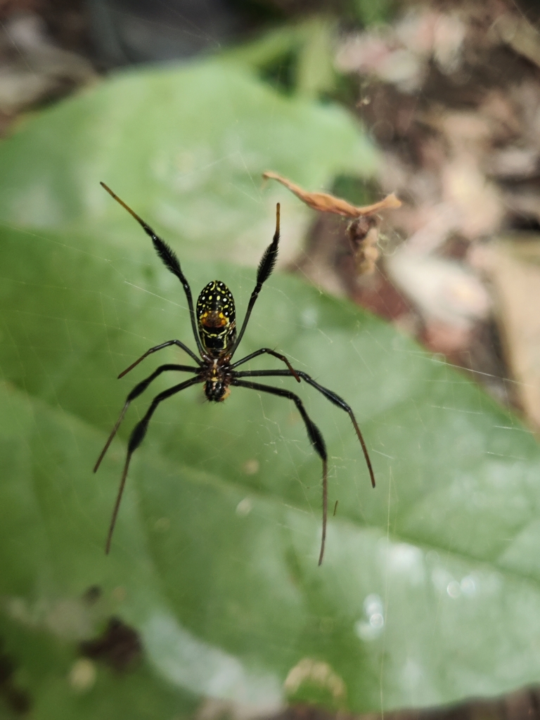 Hairy Golden Orb Weaving Spider From Sanje Tanzania On August 17 2022