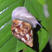 Orthalicidae - Photo (c) Henry Fabian, כל הזכויות שמורות, uploaded by Henry Fabian