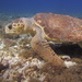 Loggerhead Sea Turtle - Photo (c) Christian Amador Da Silva, all rights reserved