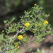Whitethorn Acacia - Photo (c) Jay Keller, all rights reserved, uploaded by Jay Keller