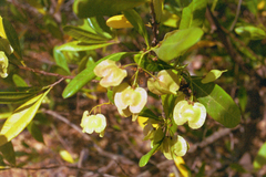 Image of Dodonaea viscosa