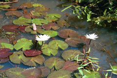 Image of Nymphaea lotus