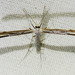 Oidaematophorus mathewianus - Photo (c) BJ Stacey, todos los derechos reservados