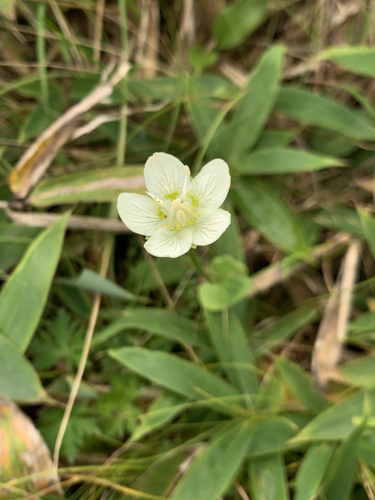 marsh grass of Parnassus from 八ヶ岳中信高原国定公園 諏訪市 長野県 JP on September 4