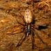 Tunnel Spiders - Photo (c) lacey underall, all rights reserved