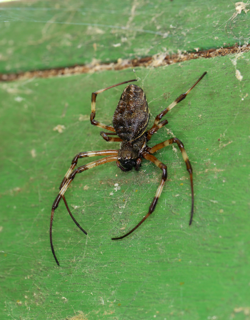 African Hermit Spider From Subaio Rio De Janeiro Brazil On August