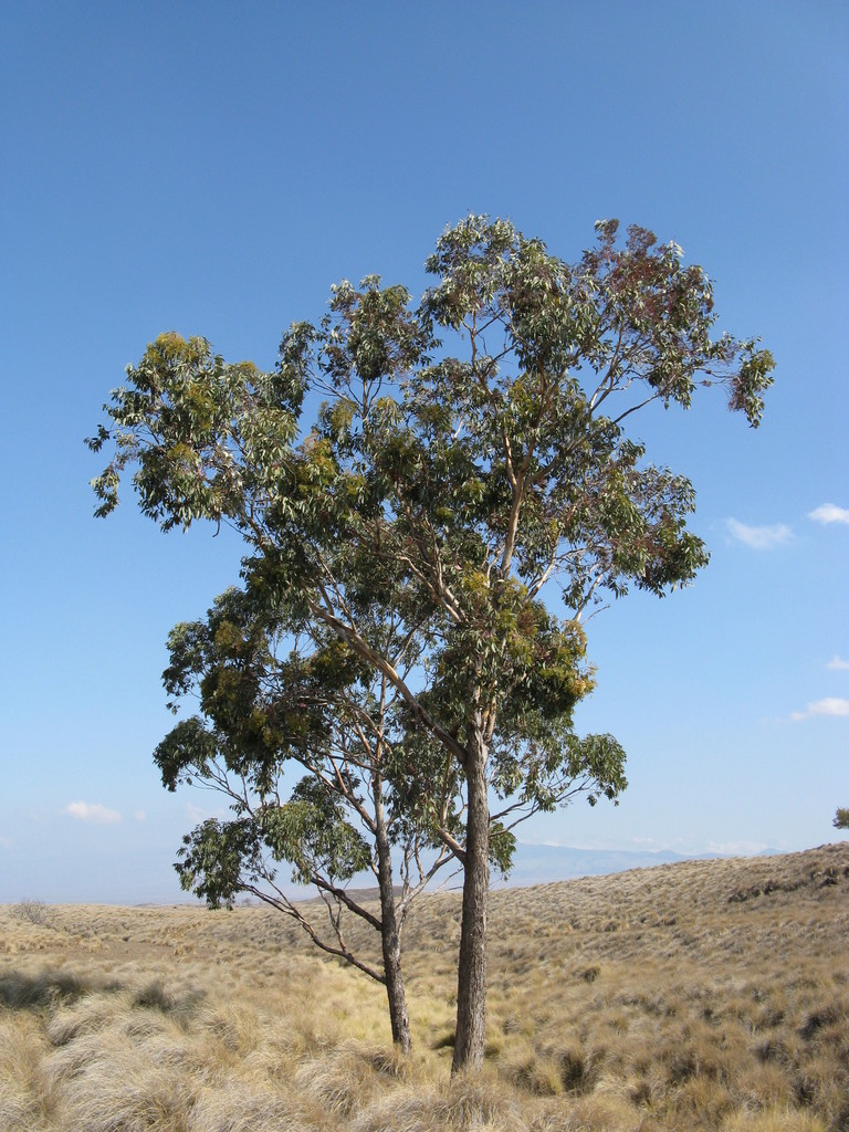Lemonscented Gum (Pohakuloa Training Area) · iNaturalist