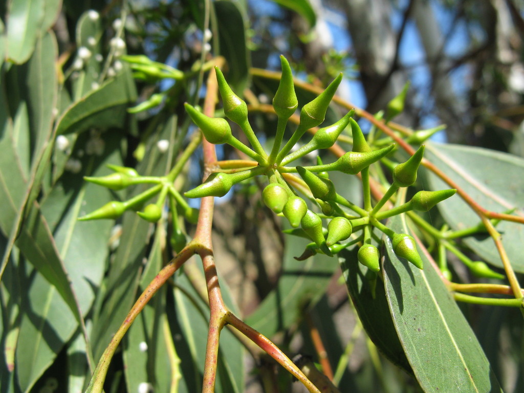 Lemonscented Gum (Pohakuloa Training Area) · iNaturalist