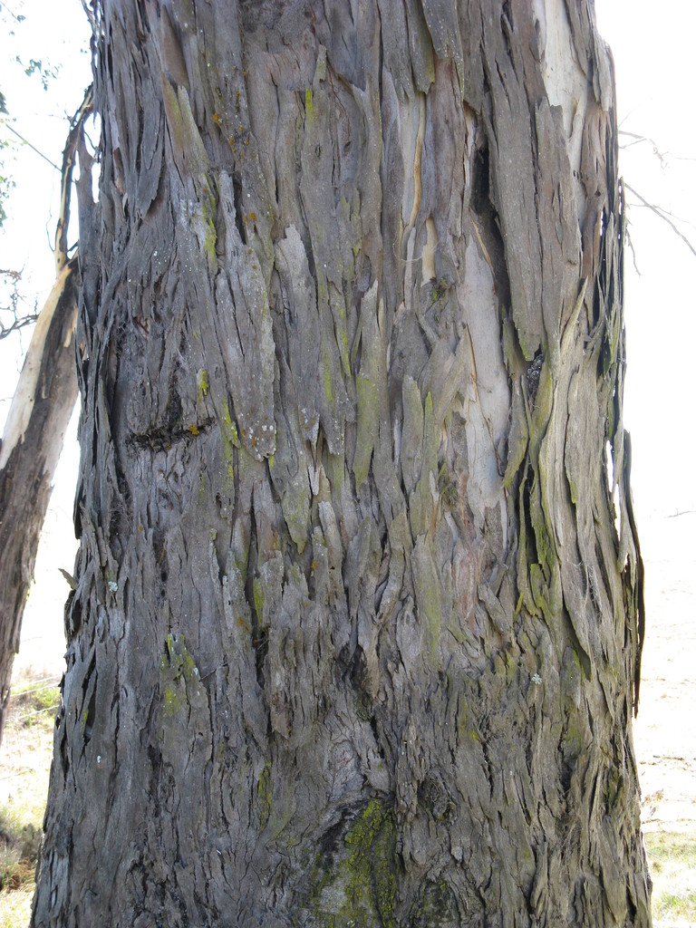 Lemonscented Gum (Pohakuloa Training Area) · iNaturalist