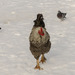 Square