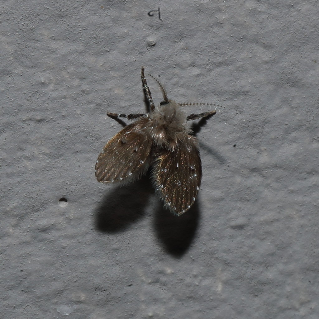 Bathroom Moth Fly In September By Todd Burrows Inaturalist