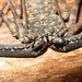 Phrynichid Tailless Whipscorpions - Photo (c) lacey underall, all rights reserved