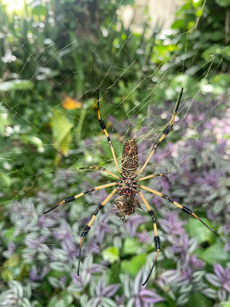 Golden Silk Spider From El Zamorano Honduras On September At