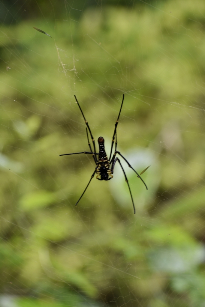 Giant Golden Orbweaver From Bannerughatta On September 11 2022 At 11