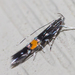 Cosmopterix - Photo (c) Timothy Reichard, all rights reserved, uploaded by Timothy Reichard