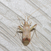 Phytocoris depictus - Photo (c) Timothy Reichard, all rights reserved, uploaded by Timothy Reichard