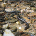 Guyana Blind Snake - Photo (c) lacey underall, all rights reserved