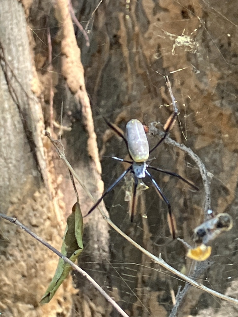 Hairy Golden Orb Weaving Spider From Great North Road Central ZM On