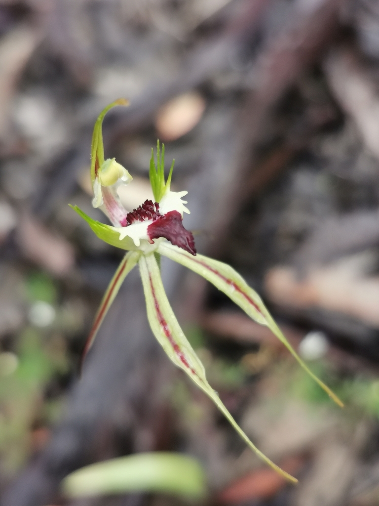 Caladenia Tensa In September 2022 By Stuart Mitten INaturalist