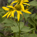 Cutleaf Coneflower - Photo (c) Layla, all rights reserved, uploaded by Layla Dishman