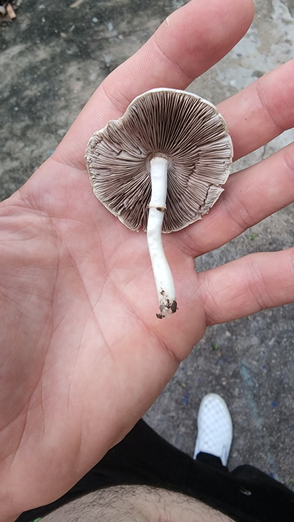 Field And Button Mushrooms From La Huerta Jal Mexico On September