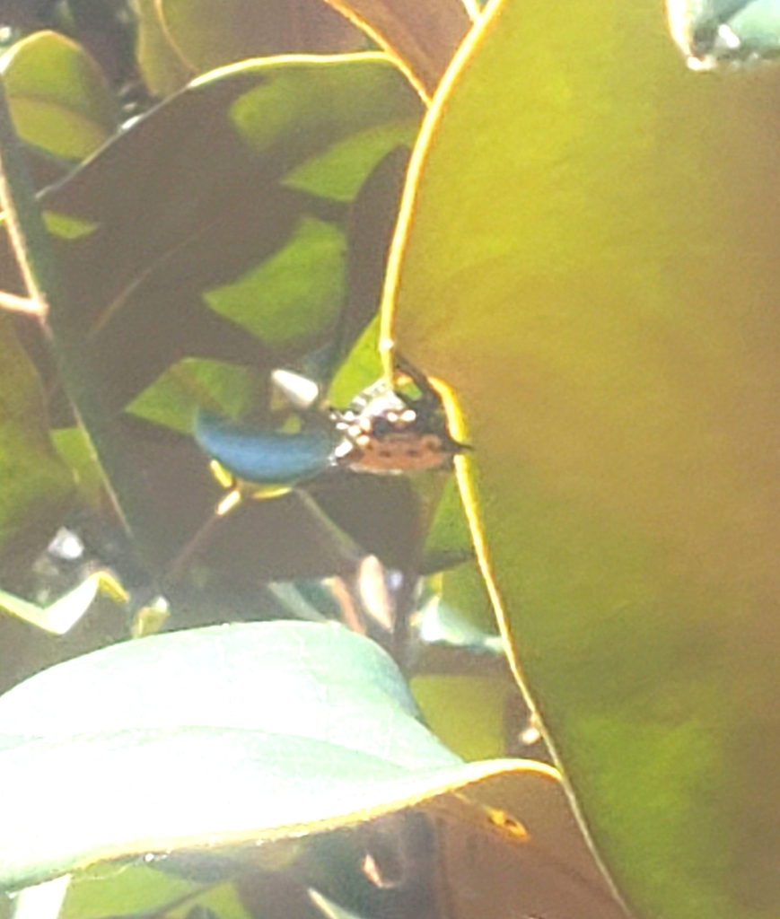 Spinybacked Orbweaver From Meridian MS USA On September 23 2022 At