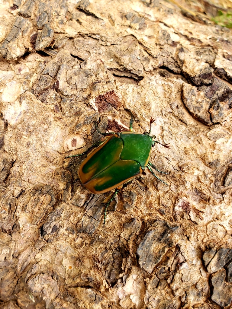 Common Green June Beetle From Westminster MD 21157 USA On July 10