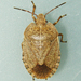 Elf Shoe Stink Bug - Photo (c) Bill Keim, some rights reserved (CC BY)