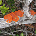 Common Cinnabar Polypore - Photo (c) lacey underall, all rights reserved