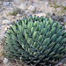 Agave nickelsiae - Photo (c) Carlos Enrique carrera Treviño, all rights reserved