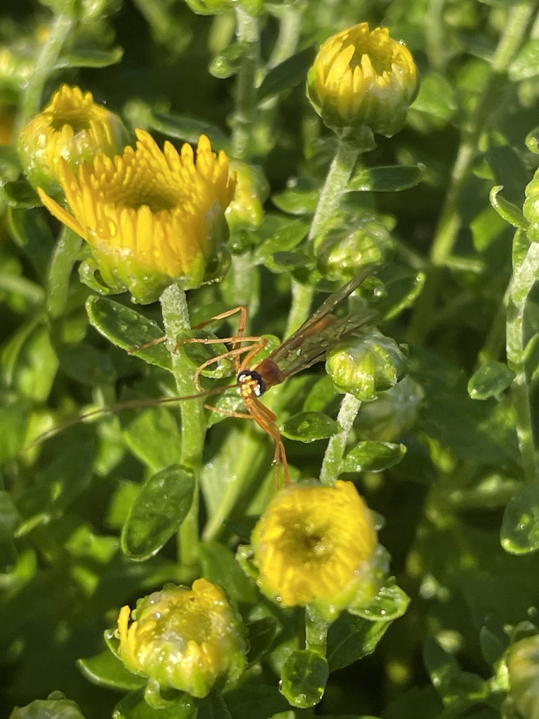 Short Tailed Ichneumonid Wasps From Weathersby Rd Hattiesburg MS US