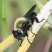 Laphria affinis - Photo (c) treichard, all rights reserved, uploaded by Timothy Reichard
