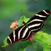 Mariposa Cebra de Alas Largas - Photo (c) Carlos Enrique carrera Treviño, todos los derechos reservados