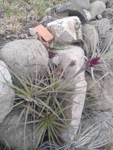 Tillandsia Floribunda INaturalist United Kingdom