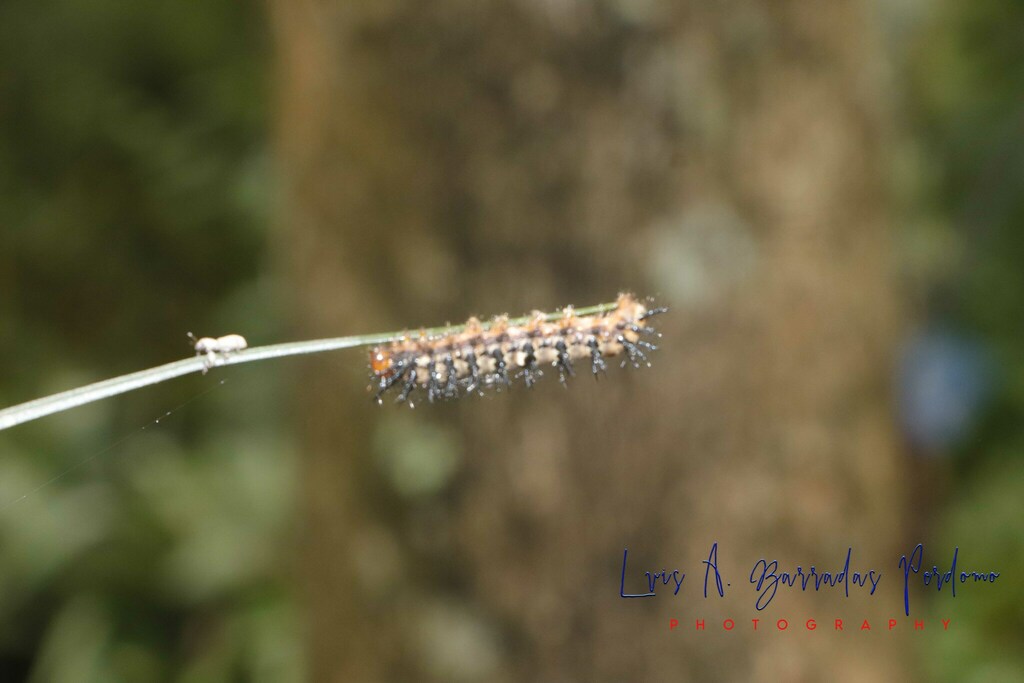 Mariposas patas de cepillo desde Cielo Abierto café Coatepec Ver