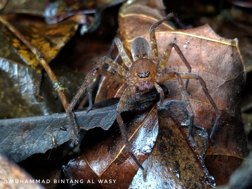 Heteropoda Homstu From Gmc Mendalo Darat Jambi Luar Kota Muaro