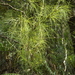Dracophyllum urvilleanum - Photo (c) Mike Loose, כל הזכויות שמורות, uploaded by Mike Loose