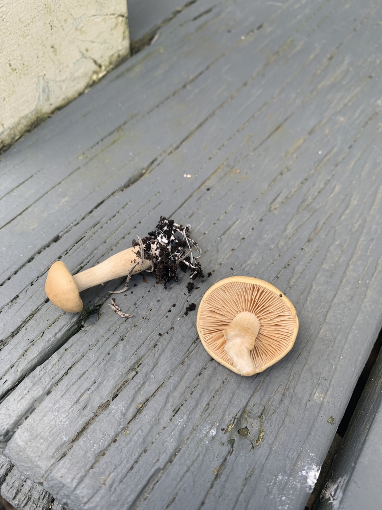 Common Gilled Mushrooms And Allies From North Island Maungakaramea