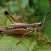 Marsh Meadow Grasshopper - Photo (c) bev wigney, all rights reserved, uploaded by bev wigney