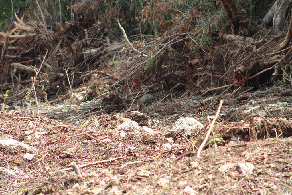 Collared Peccary From Solidaridad MX QR MX On October 11 2022 At 10