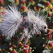Thistledown Velvet Ant - Photo (c) Nathan Taylor, all rights reserved, uploaded by Nathan Taylor