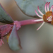 Euphorbia chaetocalyx triligulata - Photo (c) Nathan Taylor, כל הזכויות שמורות, uploaded by Nathan Taylor