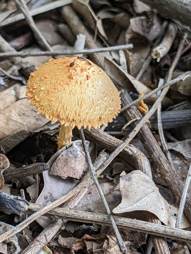 Agaricus Sect Trisulphurati From Chennai Tamil Nadu 600036 India On