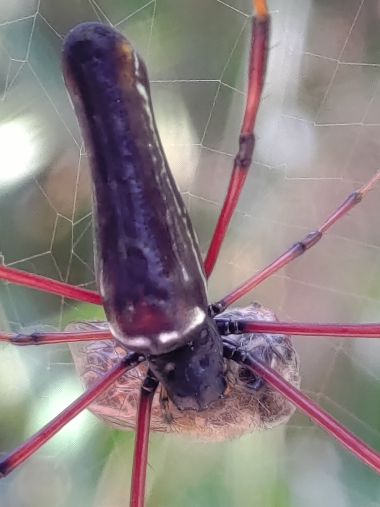 Giant Golden Orbweaver From Nantou TW TA TW On October 12 2022 At 11