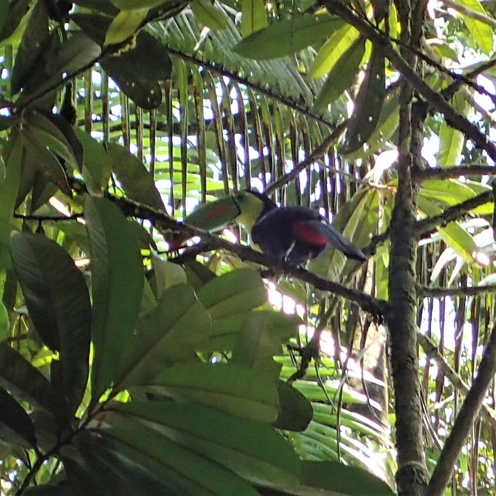 Keel Billed Toucan From Heredia Province Sarapiqui Costa Rica On May