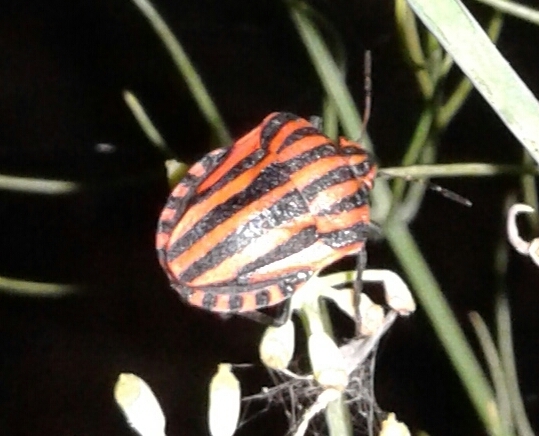 Continental Striped Shield Bug From Pisa Toscana It On August