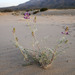 Astragalus lentiginosus borreganus - Photo (c) lacey underall, kaikki oikeudet pidätetään